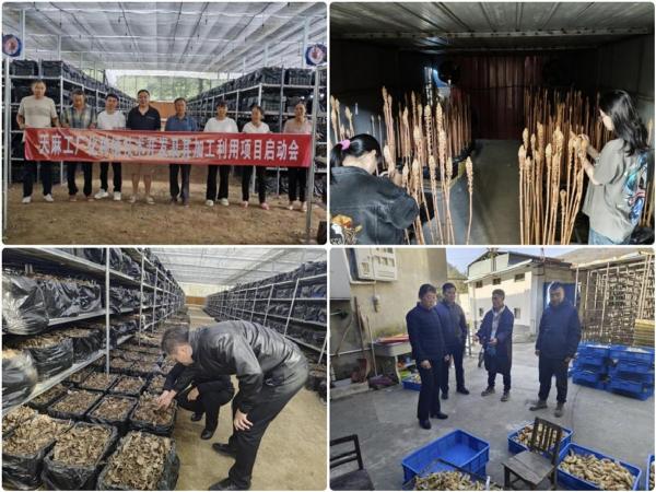 太阳成集团tyc122ccvip科技赋能陇南天麻产业  推动中医药现代化发展