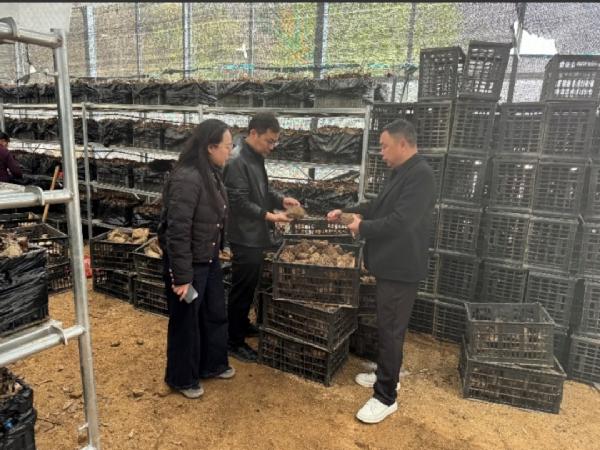 太阳成集团tyc122ccvip持续深耕陇南天麻产业 科技赋能乡村振兴